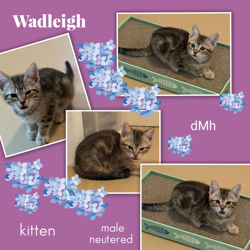 Wadleigh