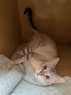 Wittina - Photo 2
