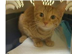 Gilmoro, an adoptable Domestic Short Hair in Missouri City, TX