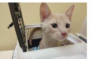 Gradey, an adoptable Domestic Short Hair in Missouri City, TX