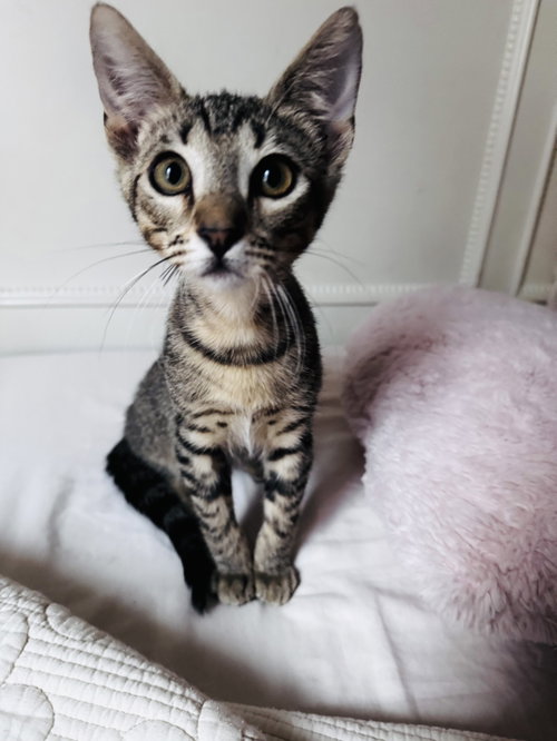 Bugaboo, an adoptable Domestic Short Hair in Missouri City, TX