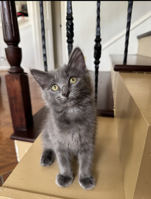 Jaladi, an adoptable Russian Blue in Missouri City, TX