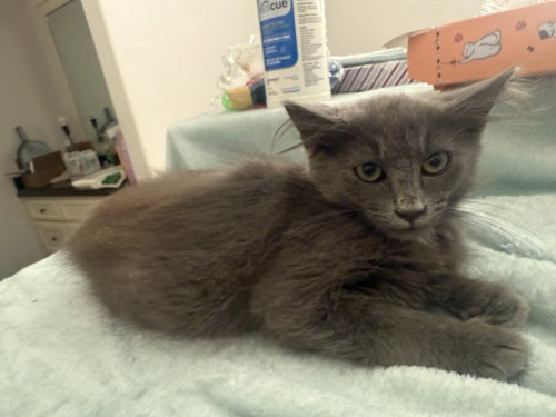 Zotyka, an adoptable Russian Blue in Missouri City, TX