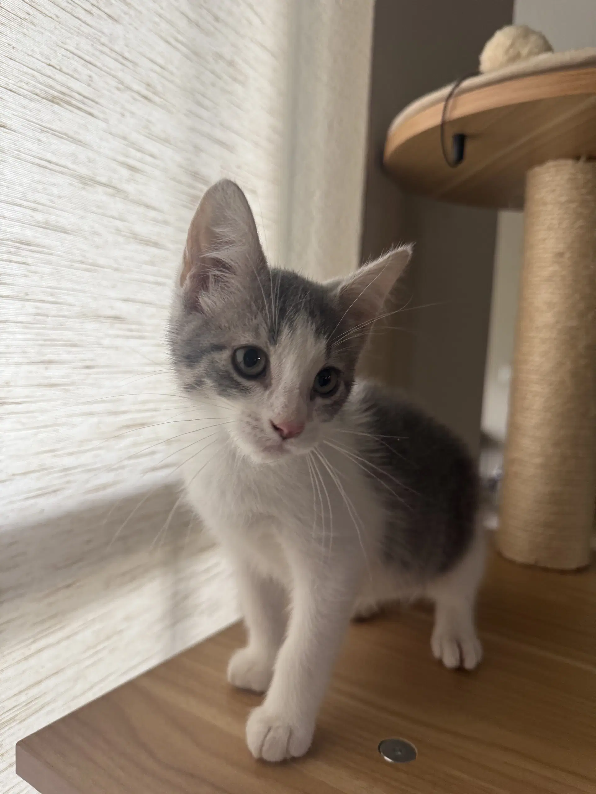 Kendale - Domestic Medium Hair