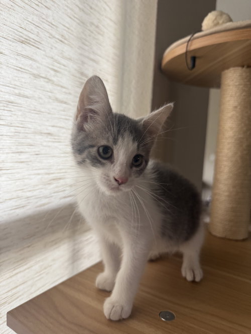 picture of the cat needing adoption