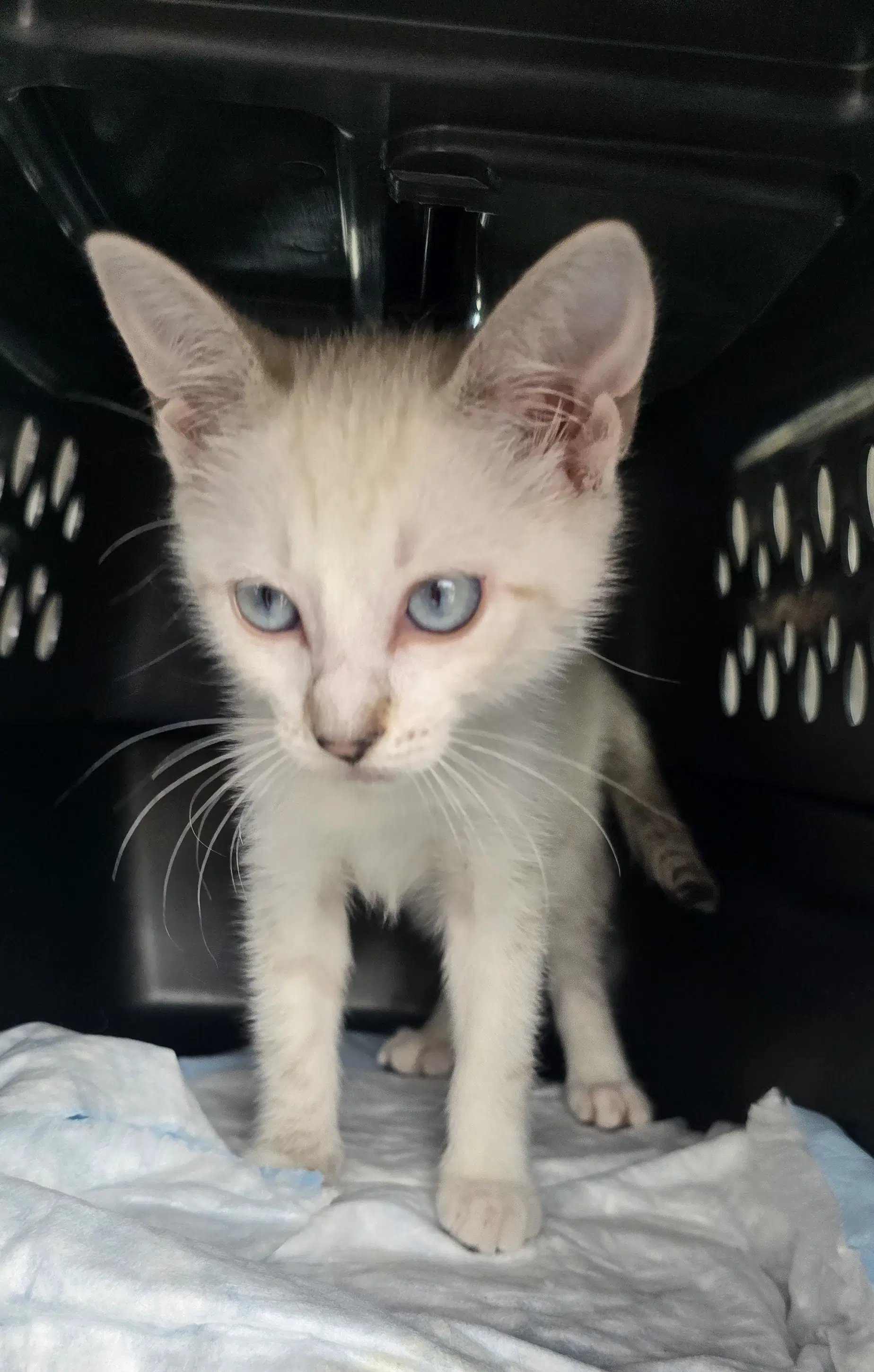Shakayla - Siamese