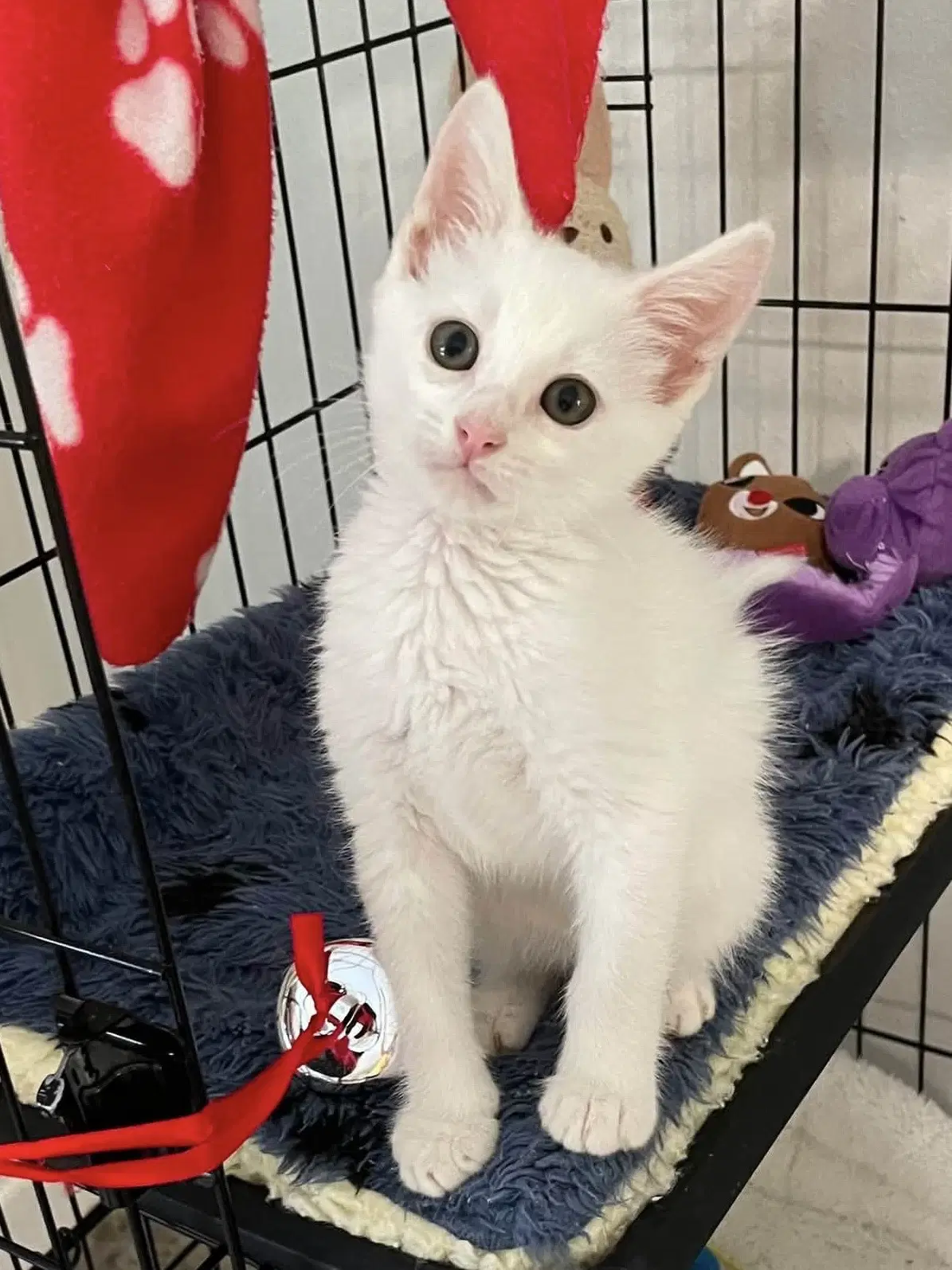 Vespero - Domestic Short Hair