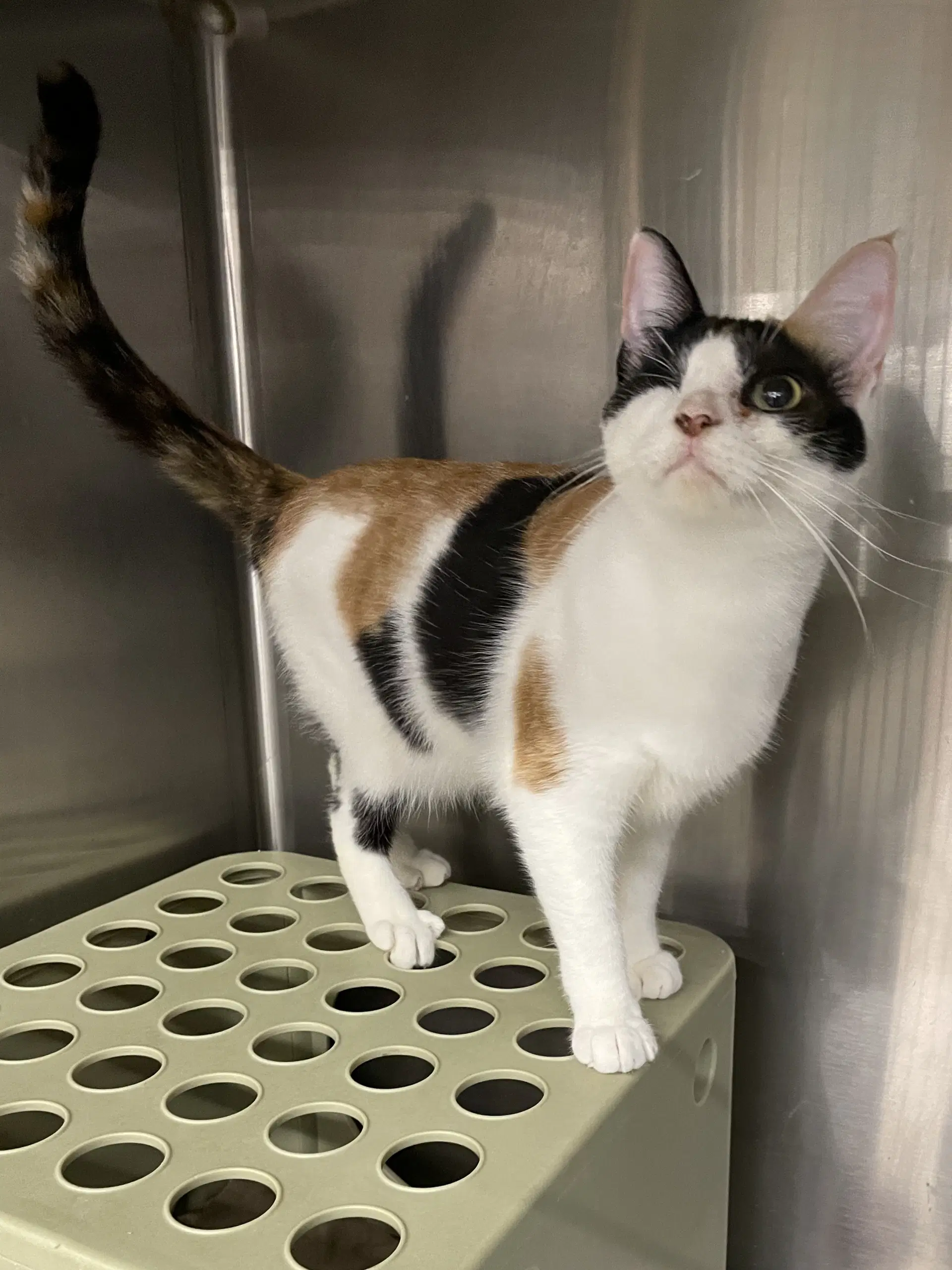 Melbee-Pl - Domestic Short Hair