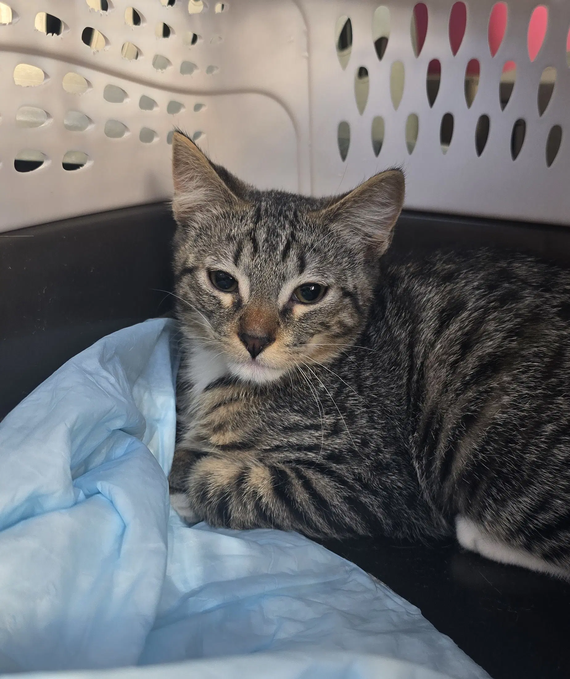 Donatien - Domestic Short Hair