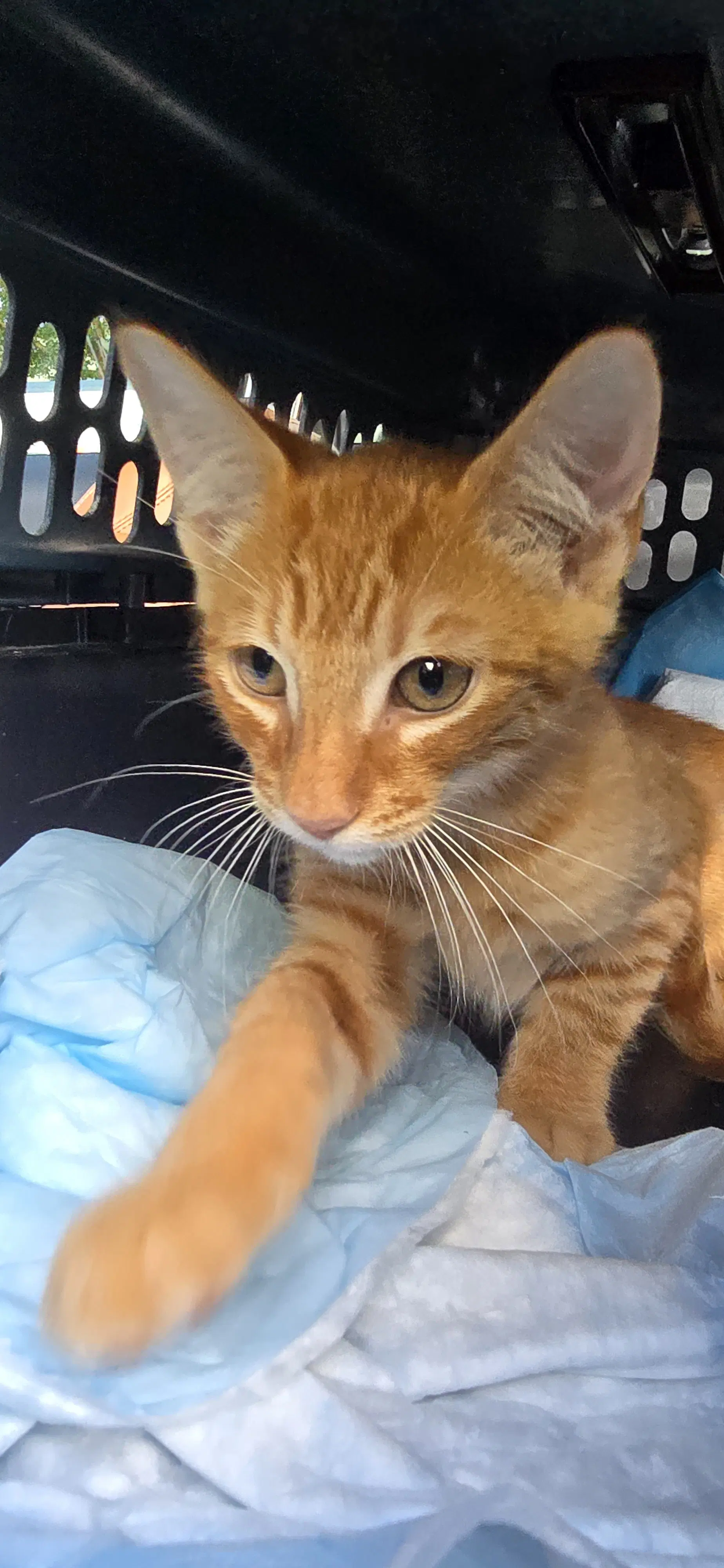 Delgadino - Domestic Short Hair