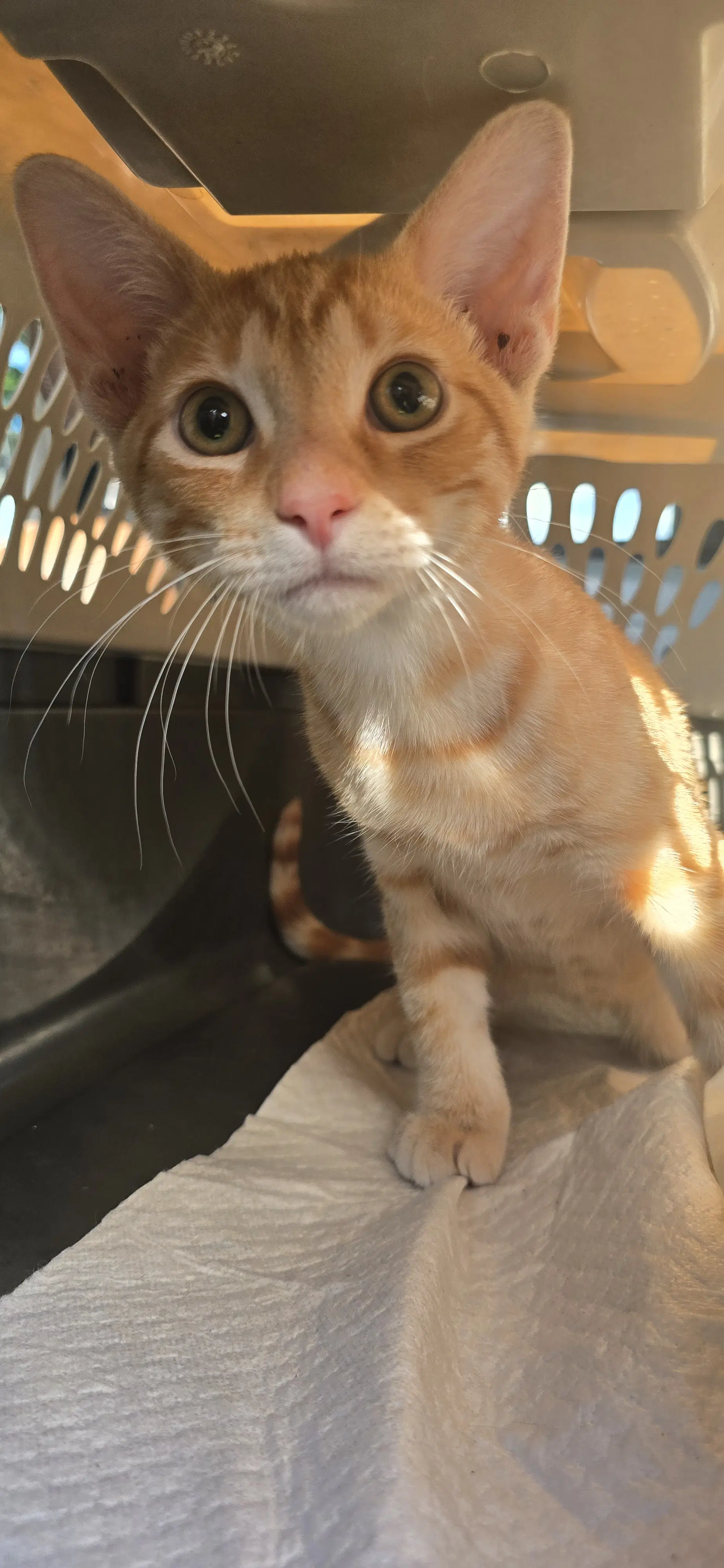 Dalmacio - Domestic Short Hair