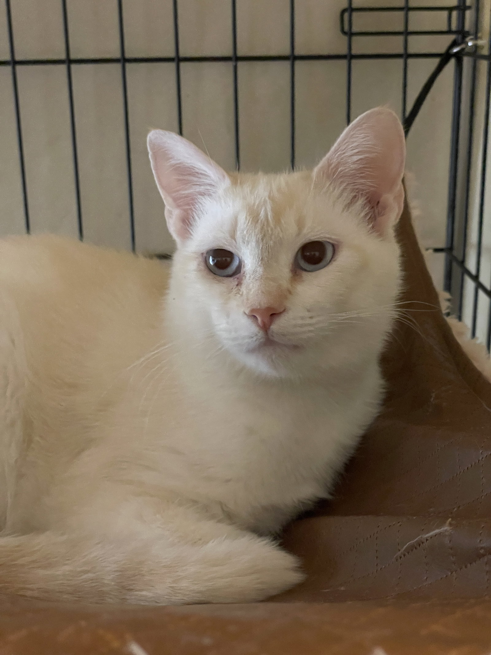 Pearlmelia, Siamese