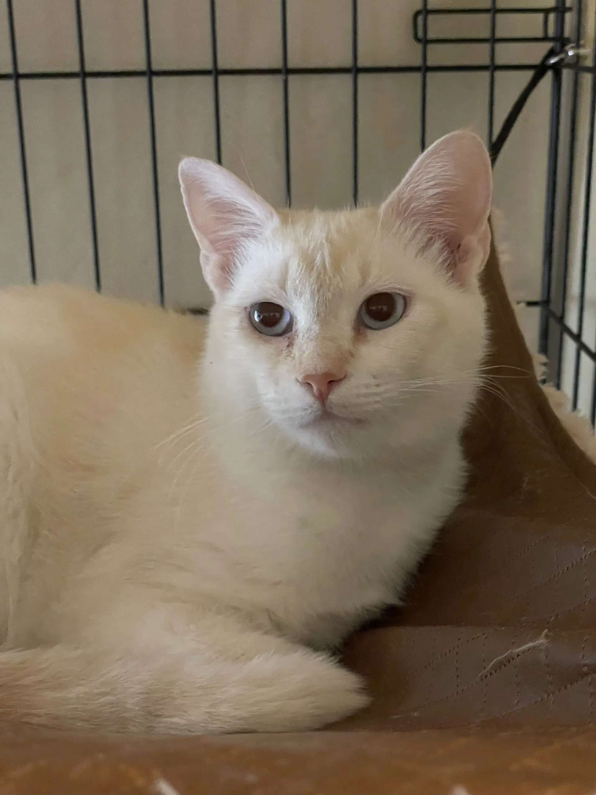 Pearlmelia - Siamese