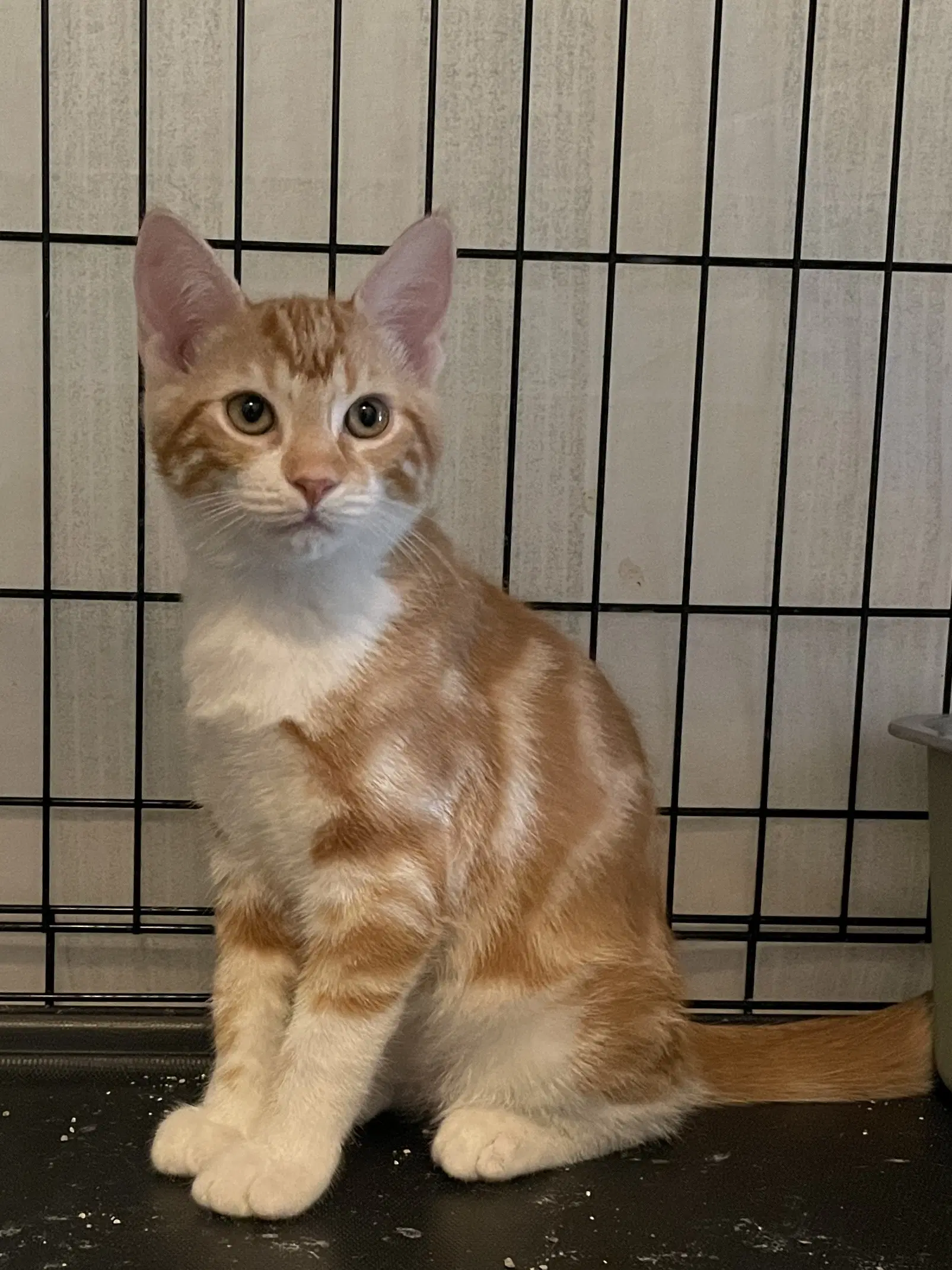 Poniar - Domestic Short Hair