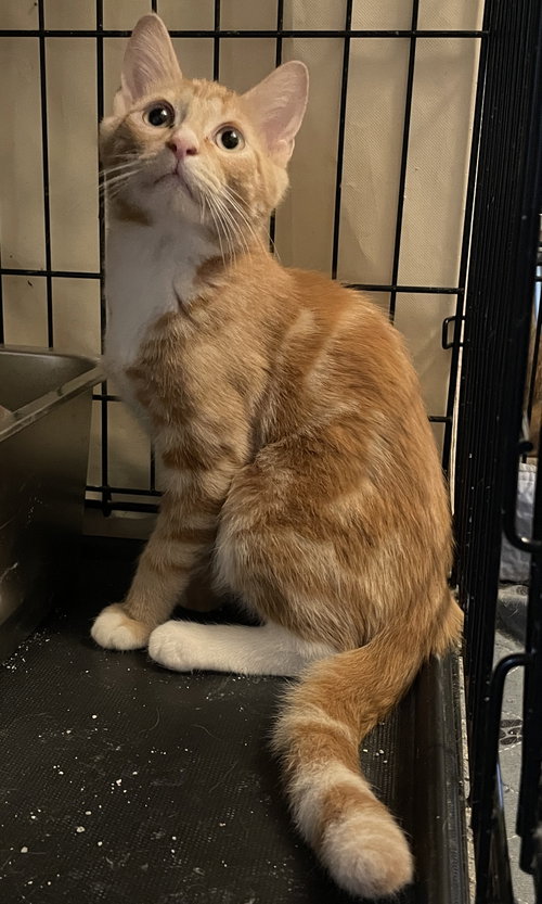 picture of the cat needing adoption