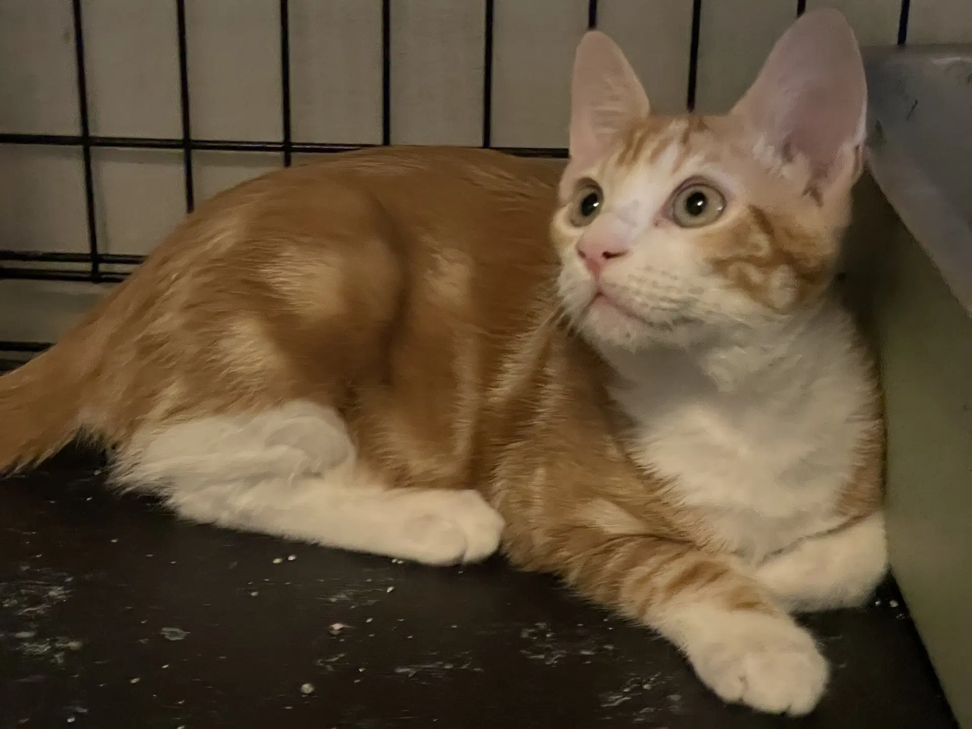 Precioso - Domestic Short Hair