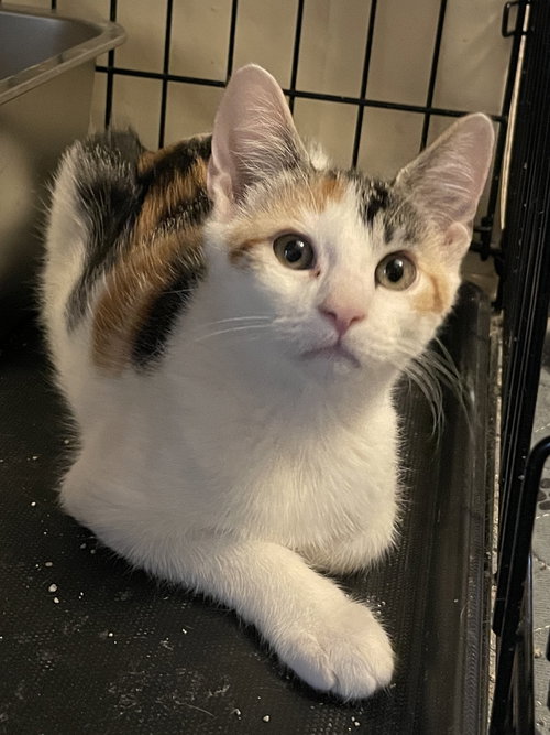 picture of the cat needing adoption