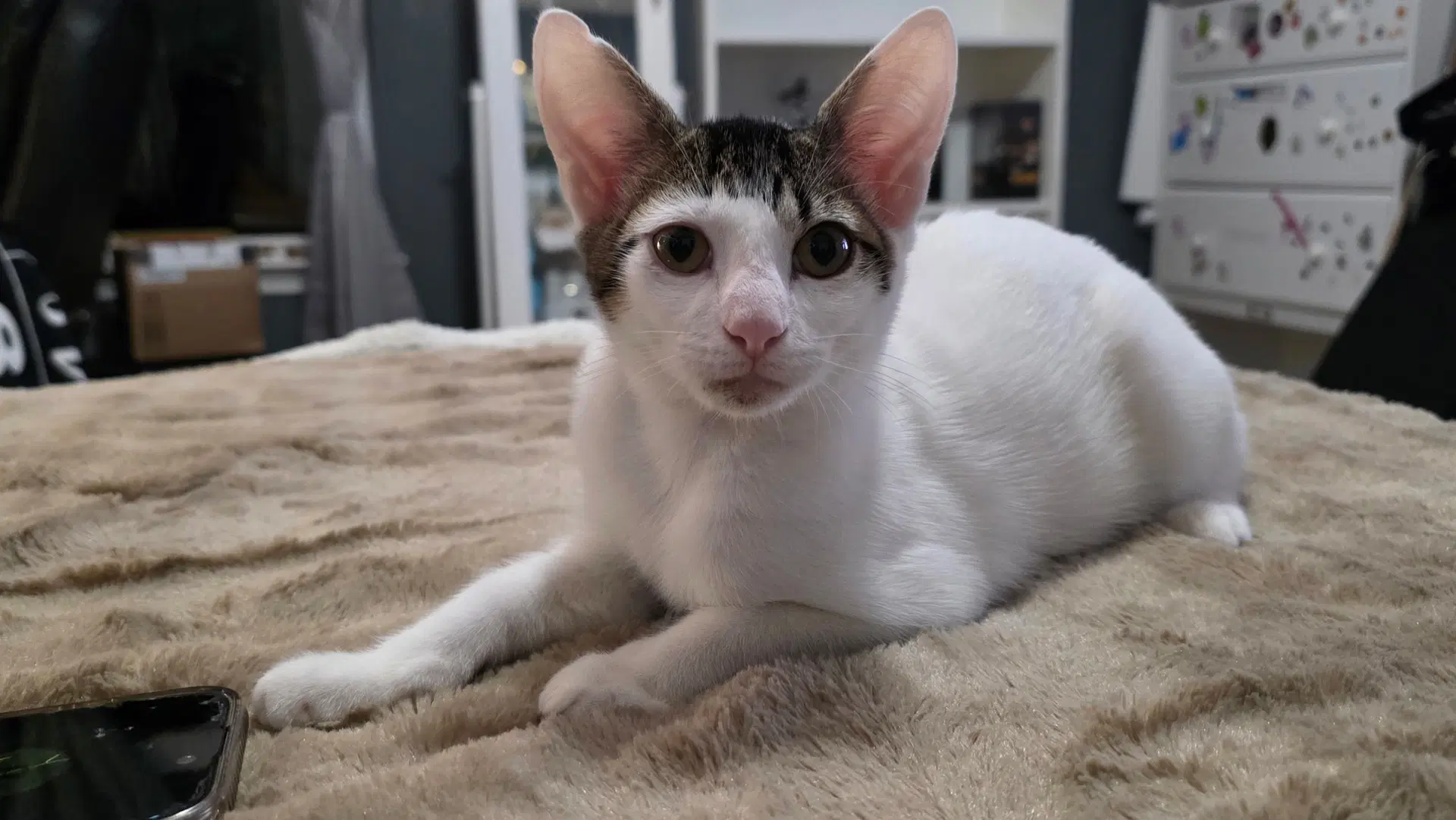 Finnie - Domestic Short Hair
