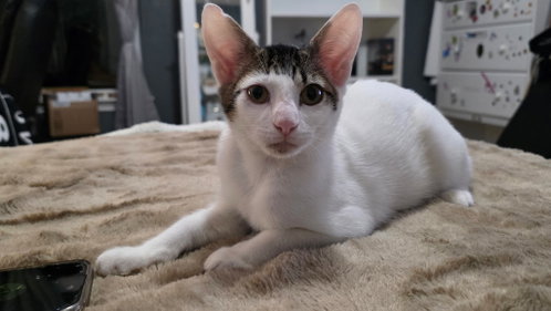 picture of the cat needing adoption
