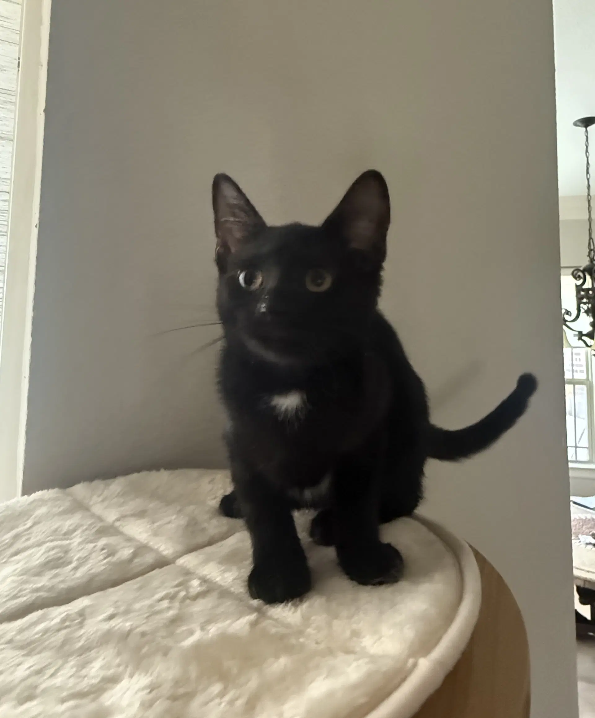 Chiara - Domestic Short Hair