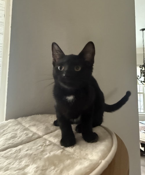 picture of the cat needing adoption