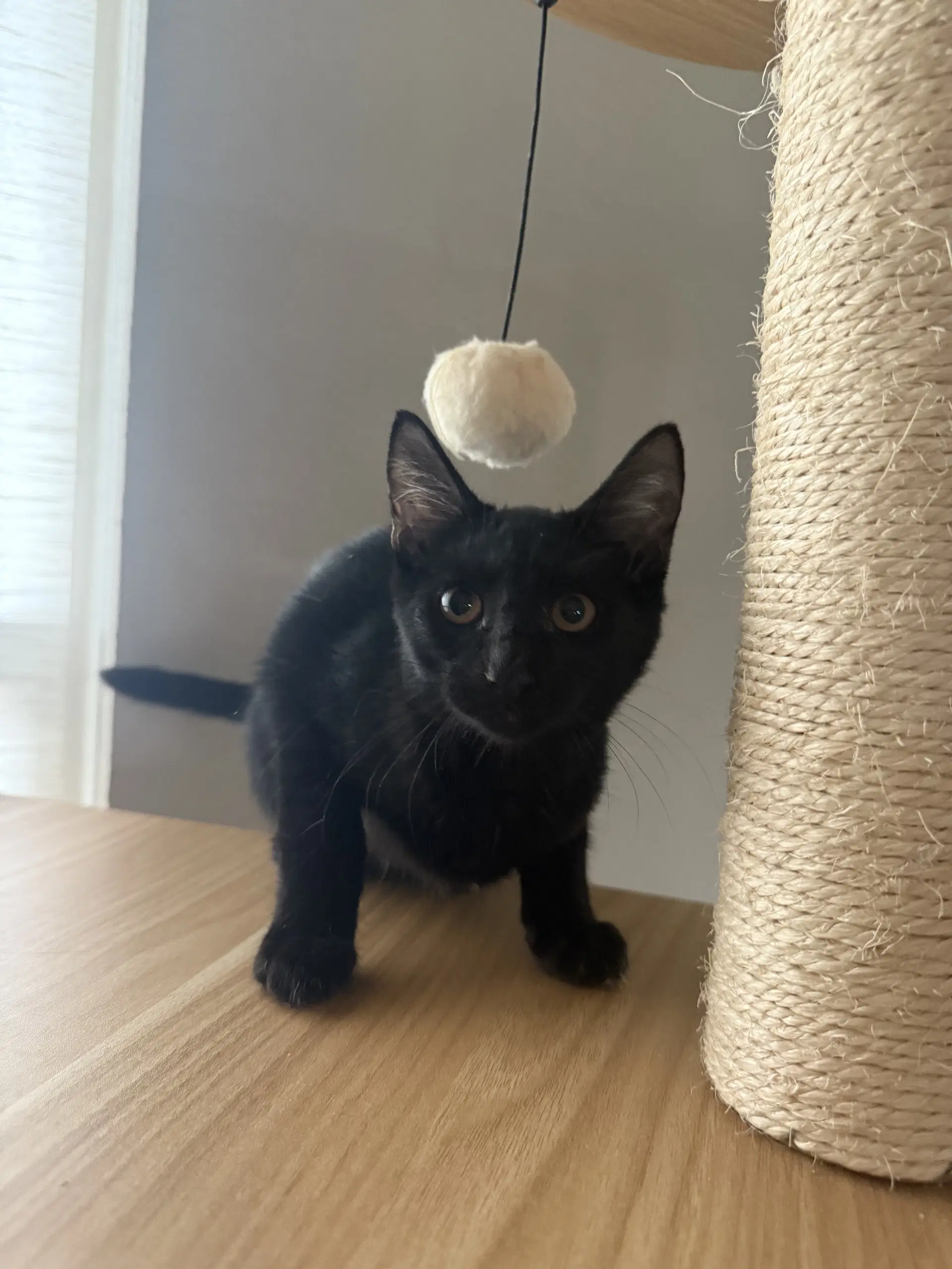 Chaske - Domestic Short Hair