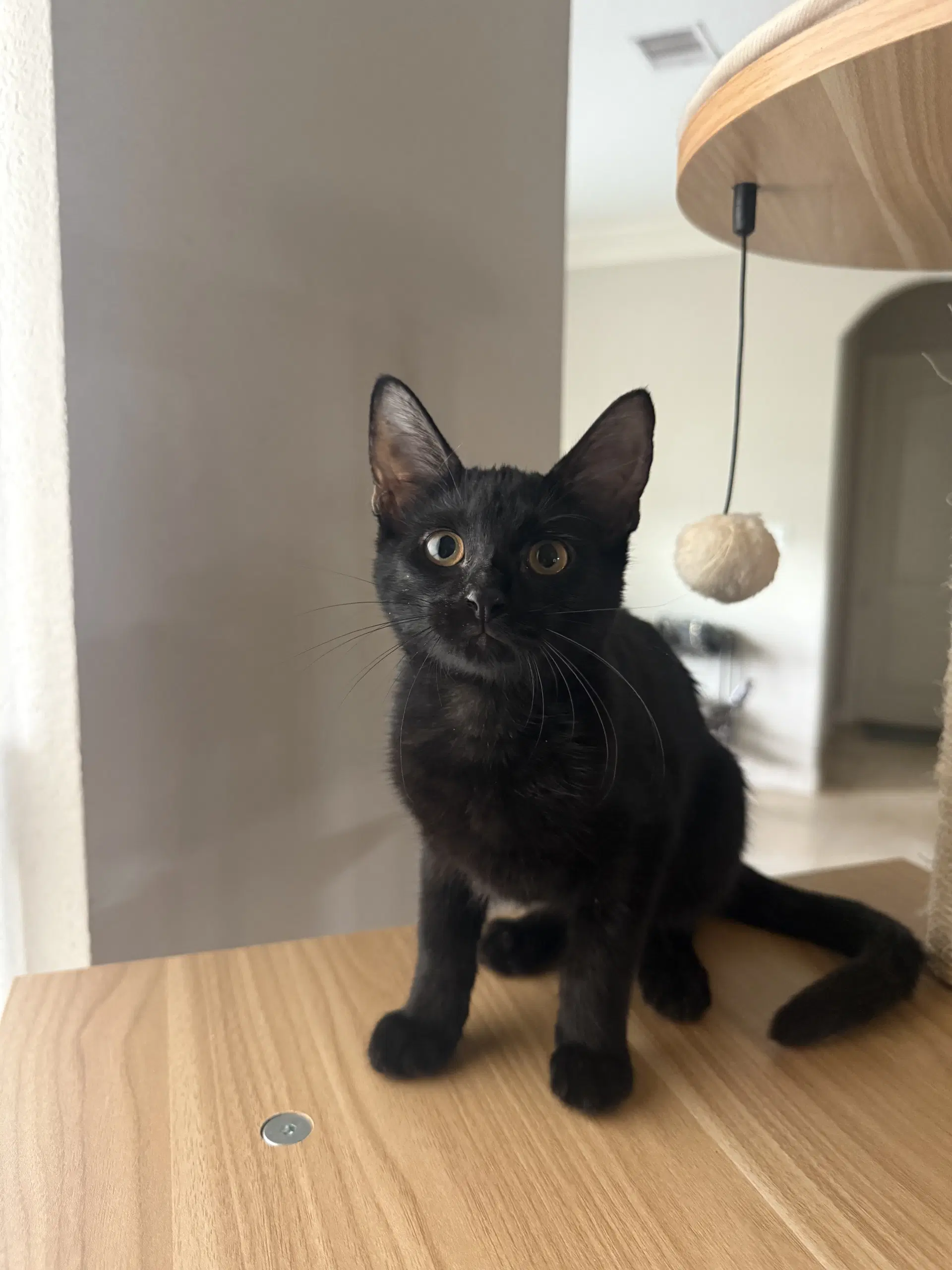 Chona - Domestic Short Hair