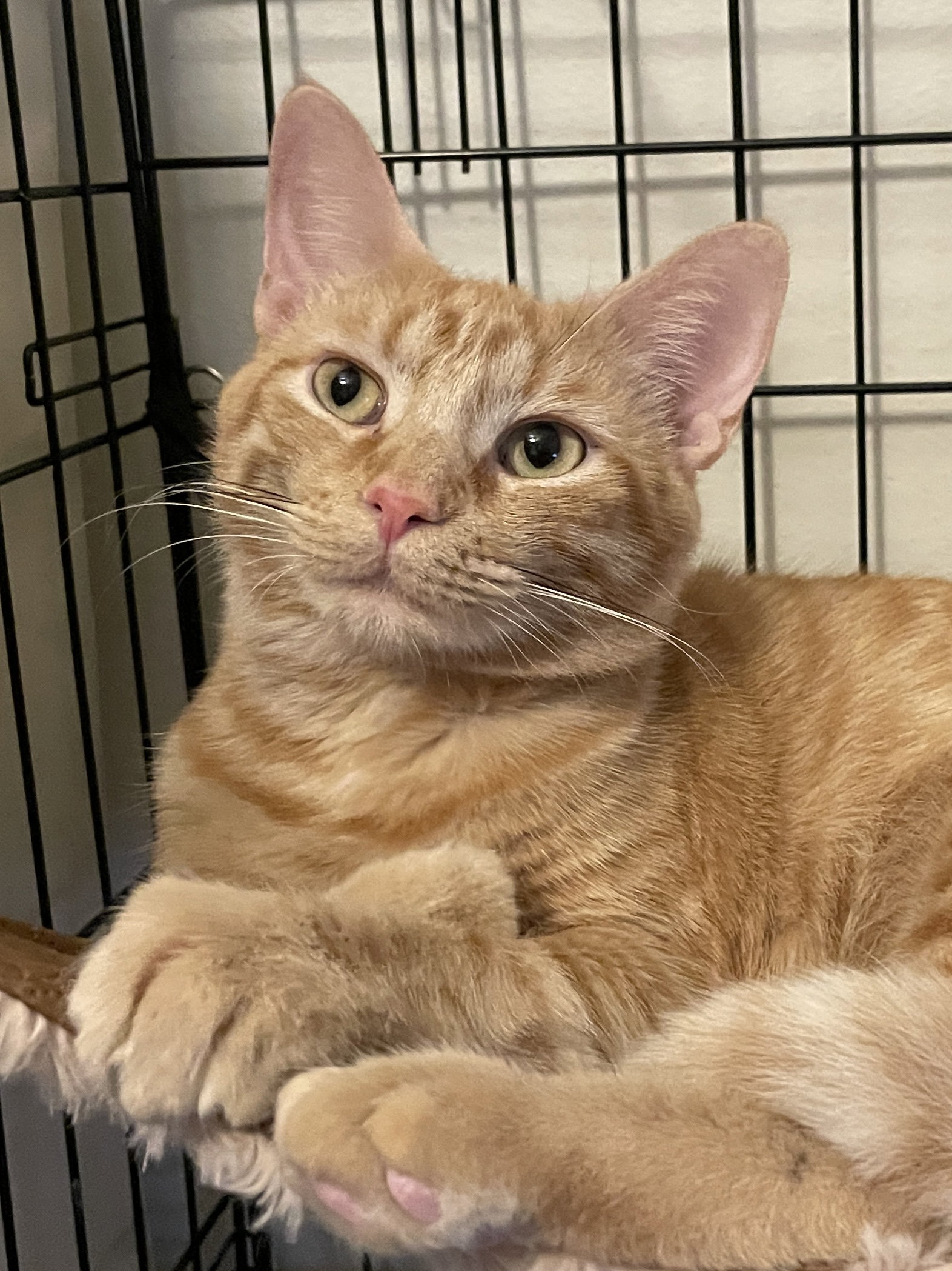 Georgia-Lynn, Domestic Short Hair