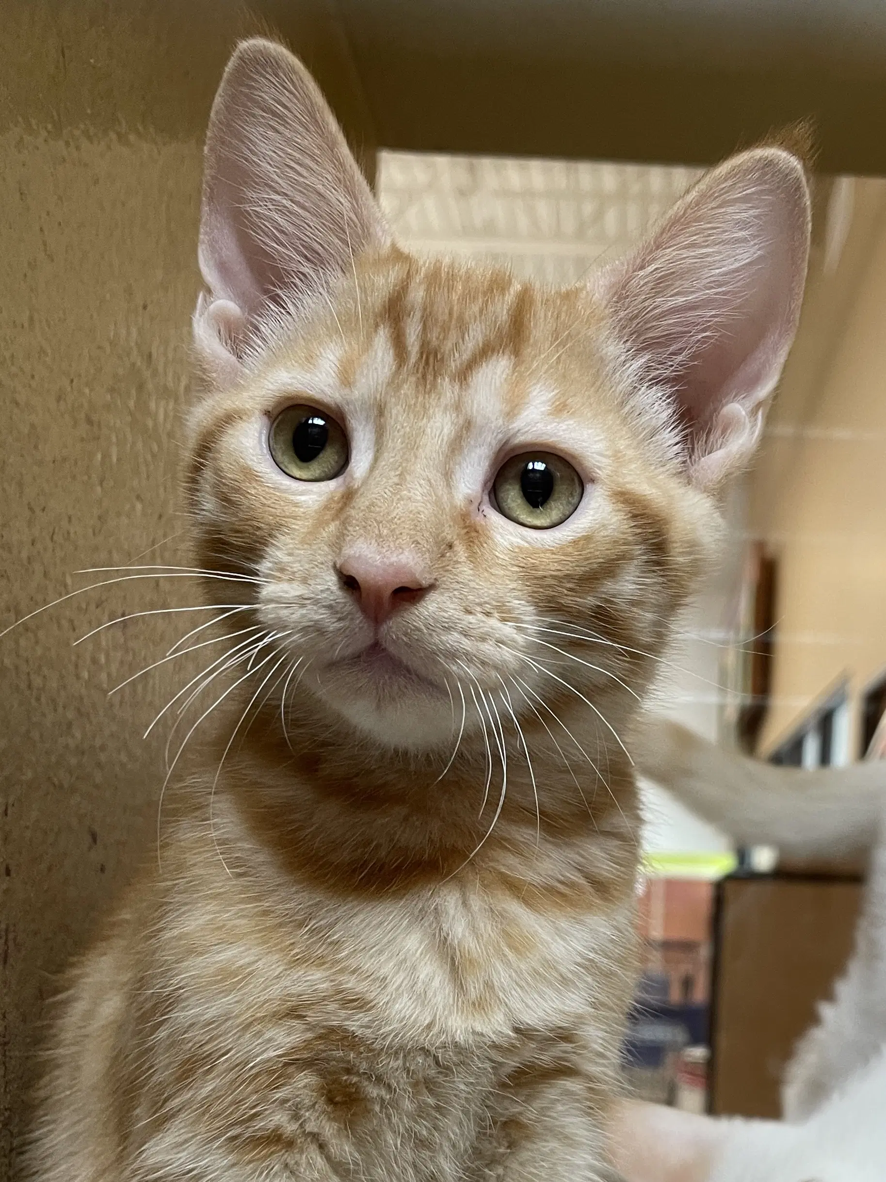 Gildo - Domestic Short Hair