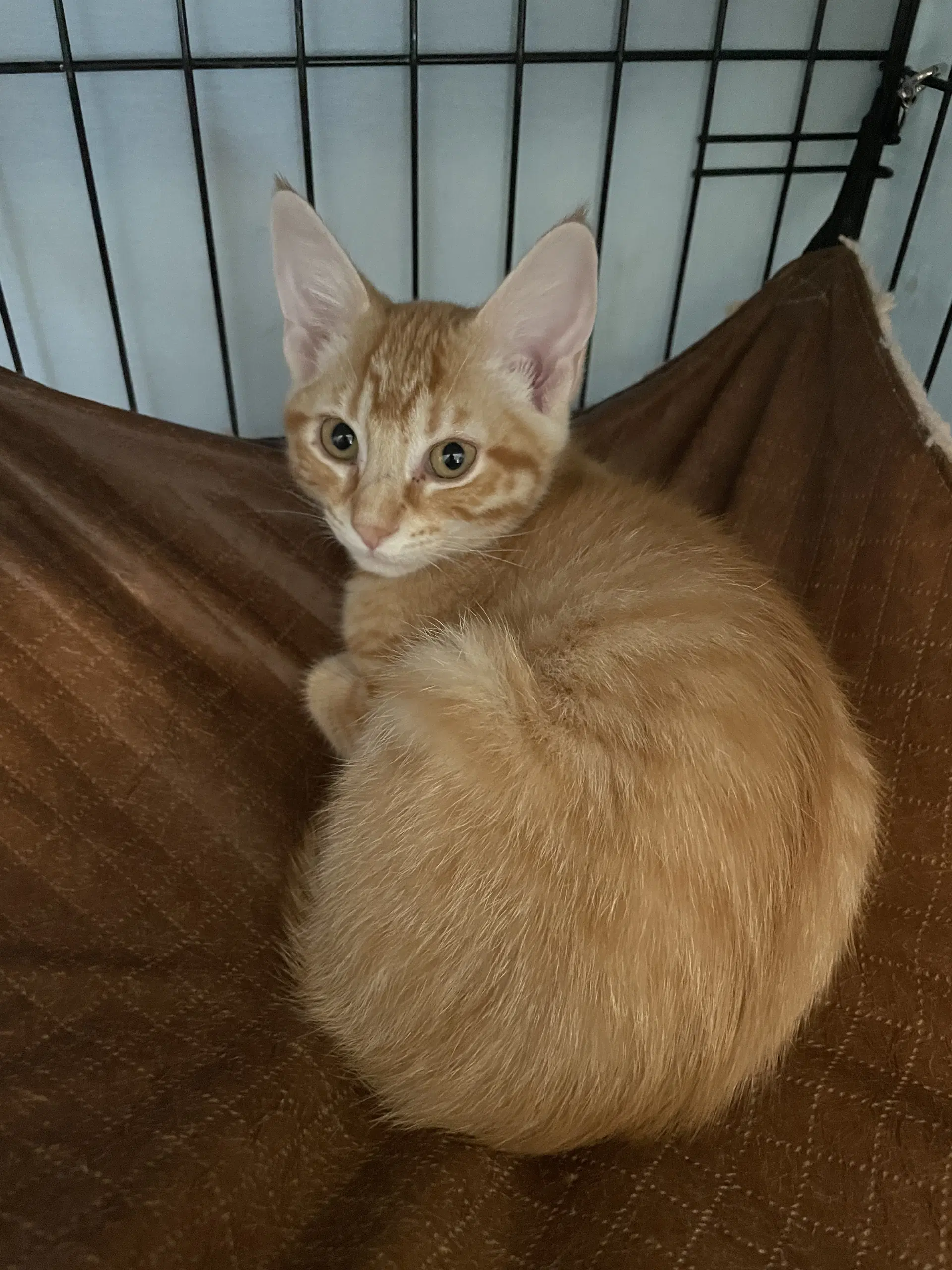 Geralynn image 1