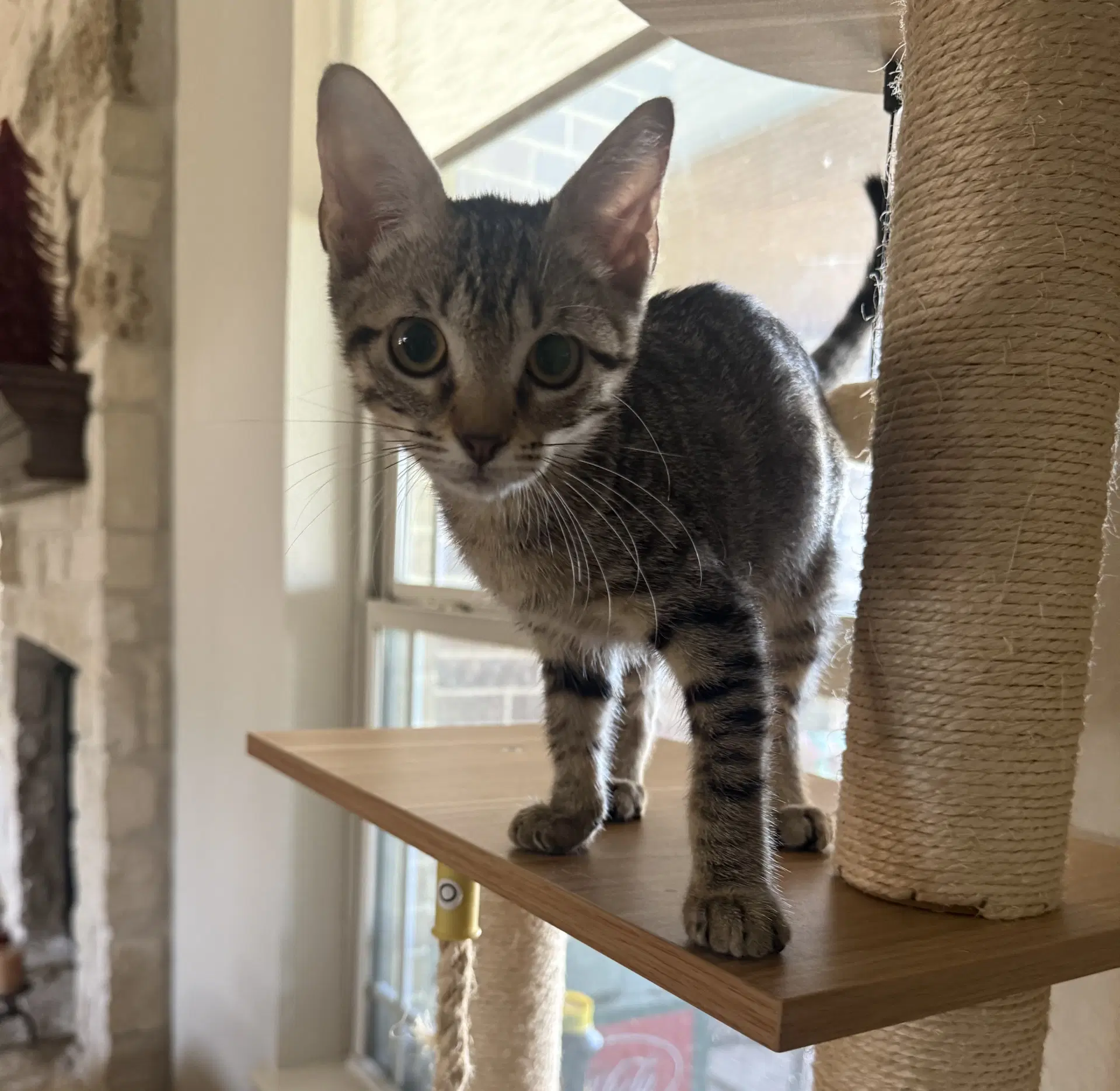 Danny-Boy - Domestic Short Hair
