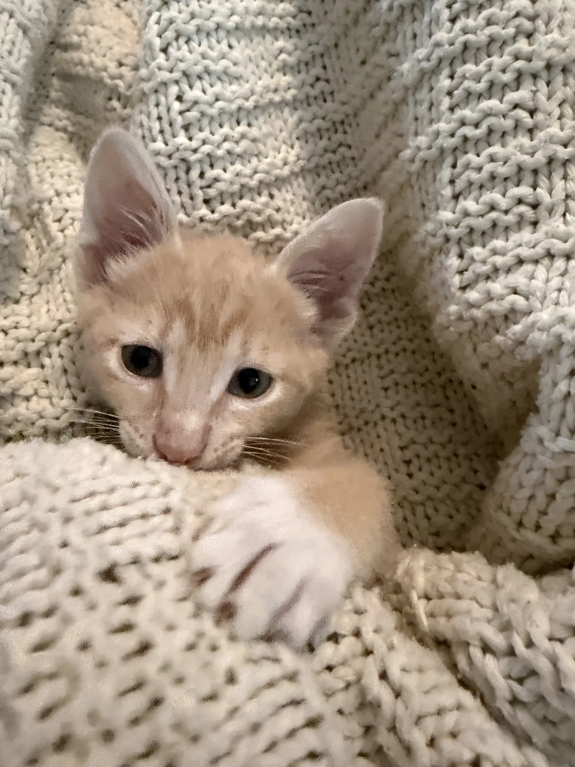 Villagomez - Domestic Short Hair