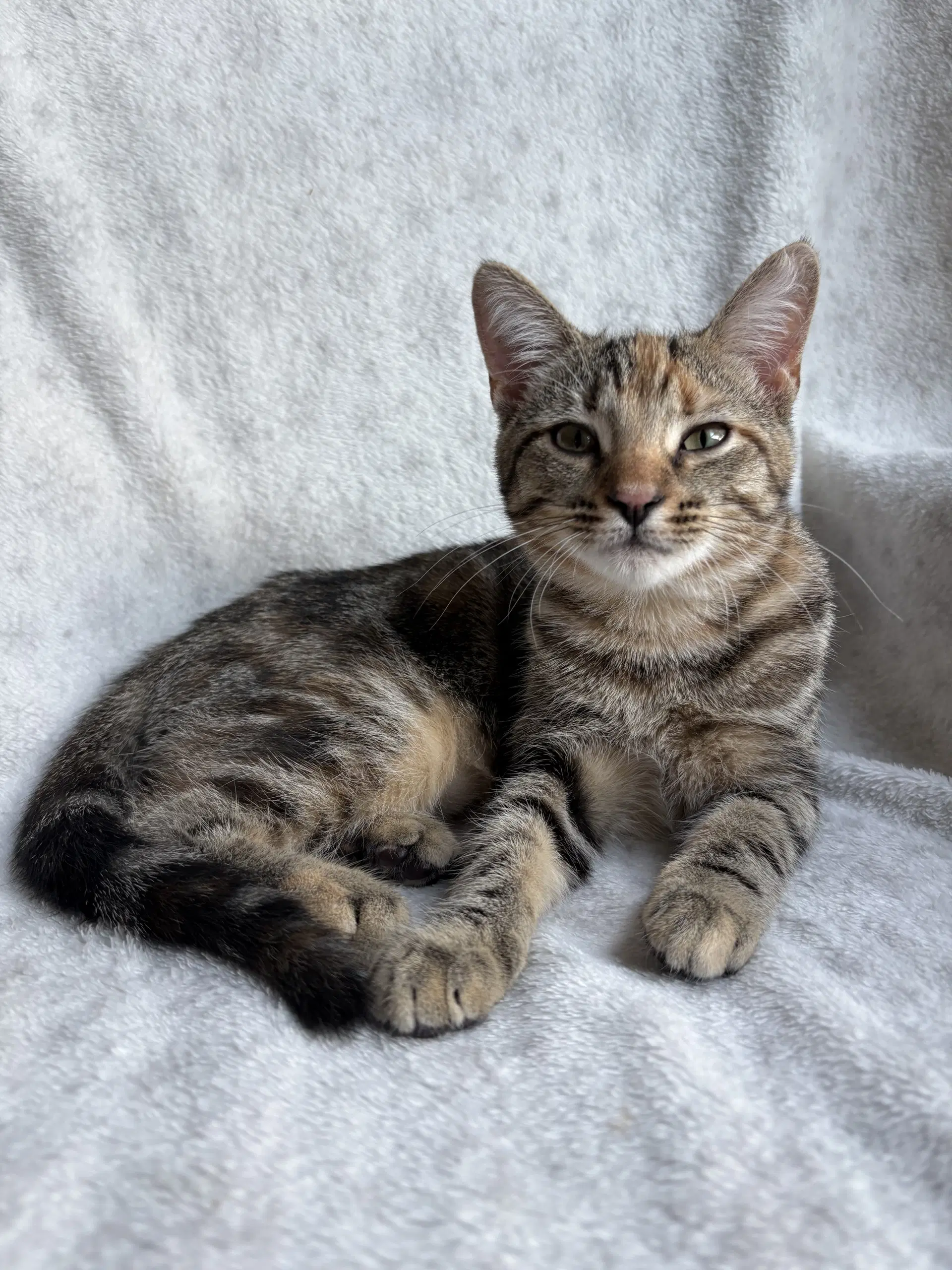Eralia - Domestic Short Hair