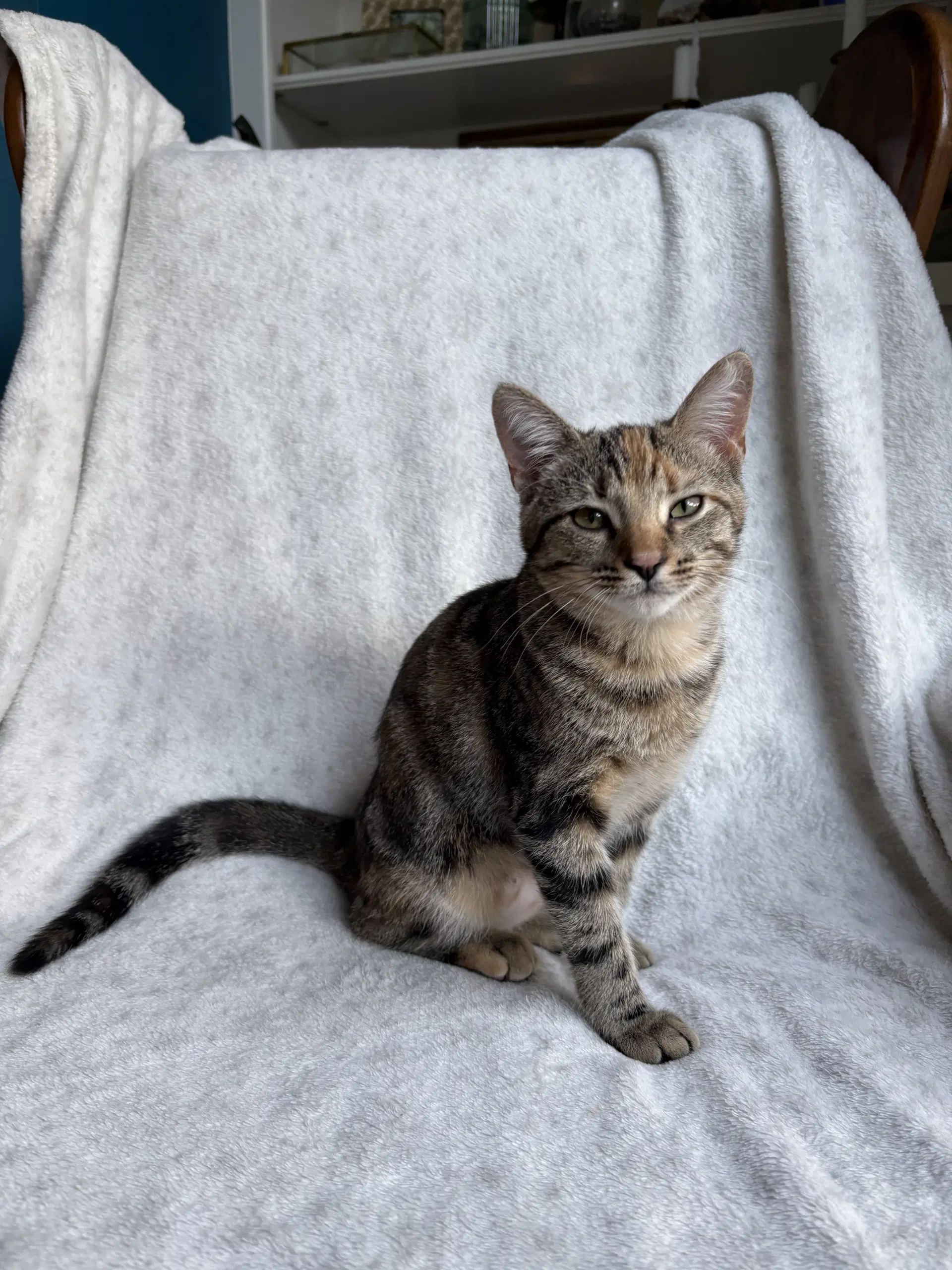 Eralia image 4