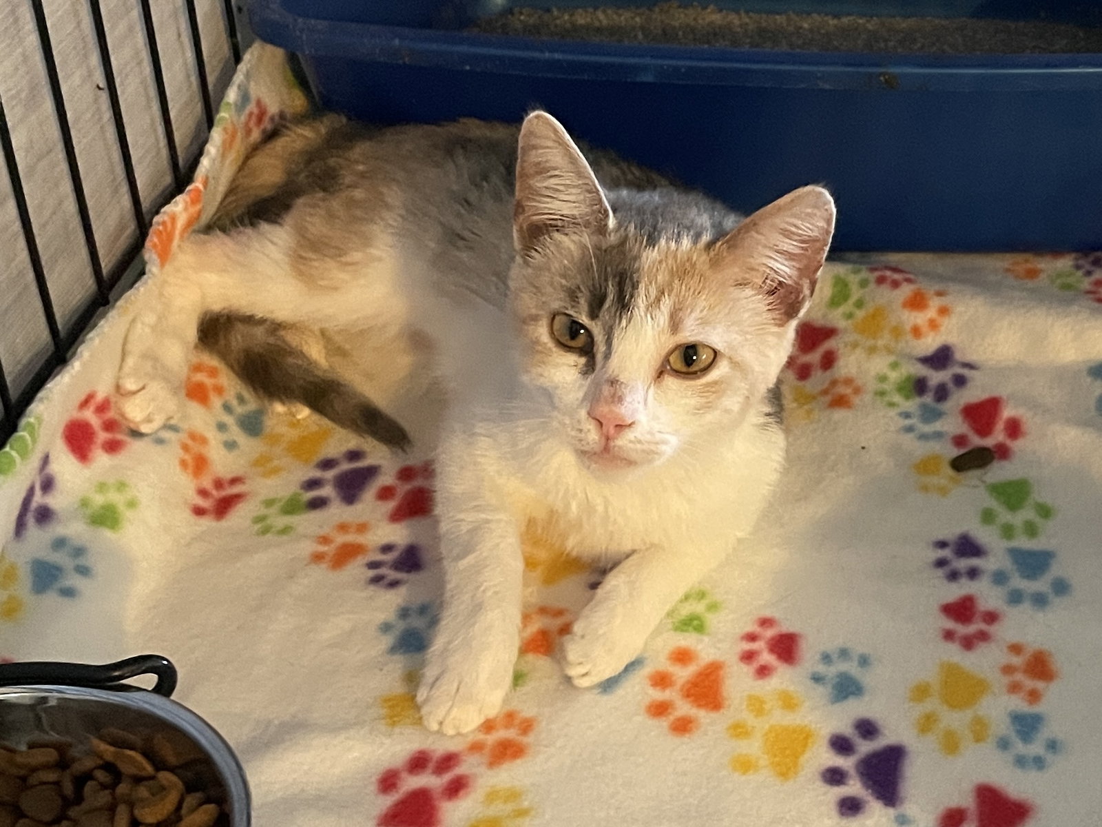 Elbertina, Domestic Short Hair