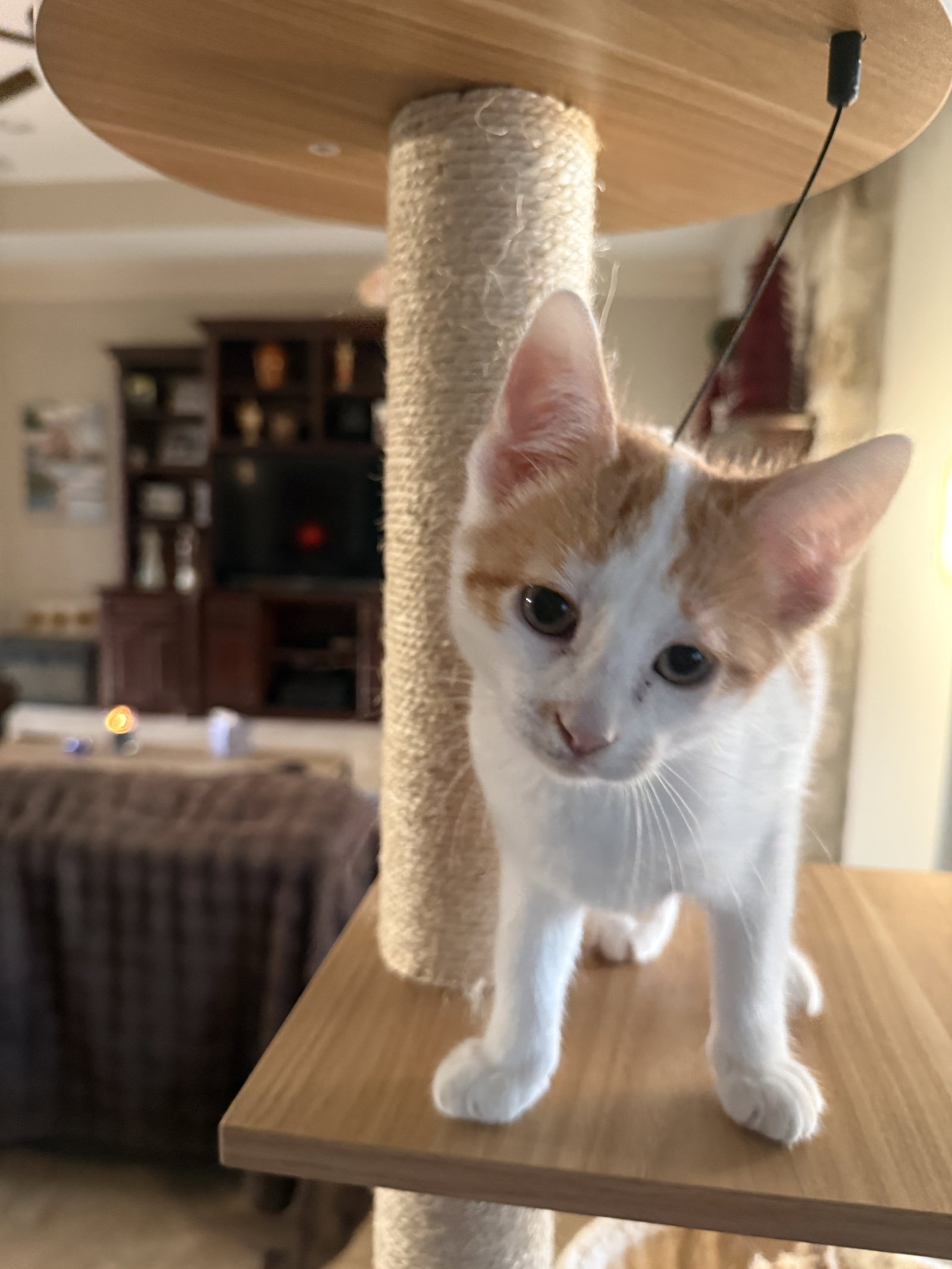 Jugnu, Domestic Short Hair