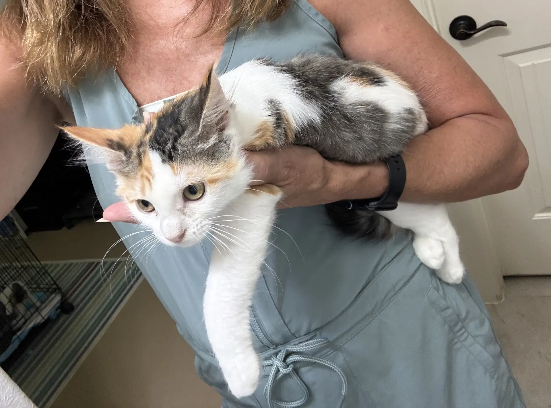 Jaylee - Domestic Medium Hair