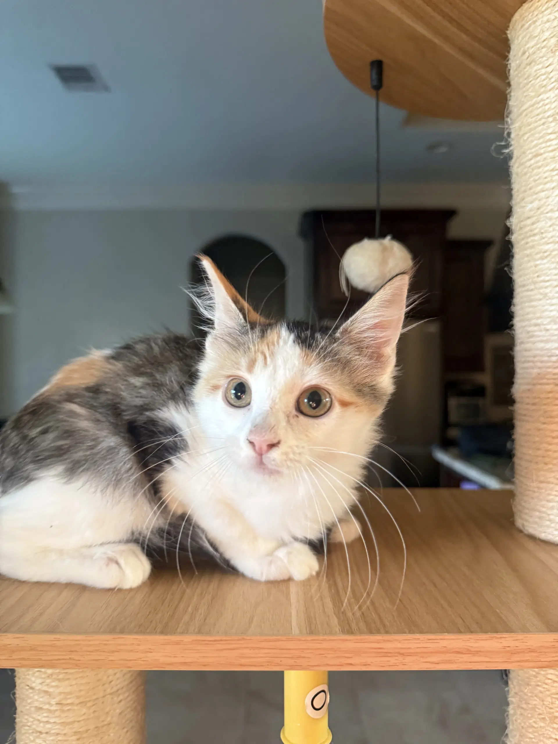 Jaylee - Domestic Medium Hair