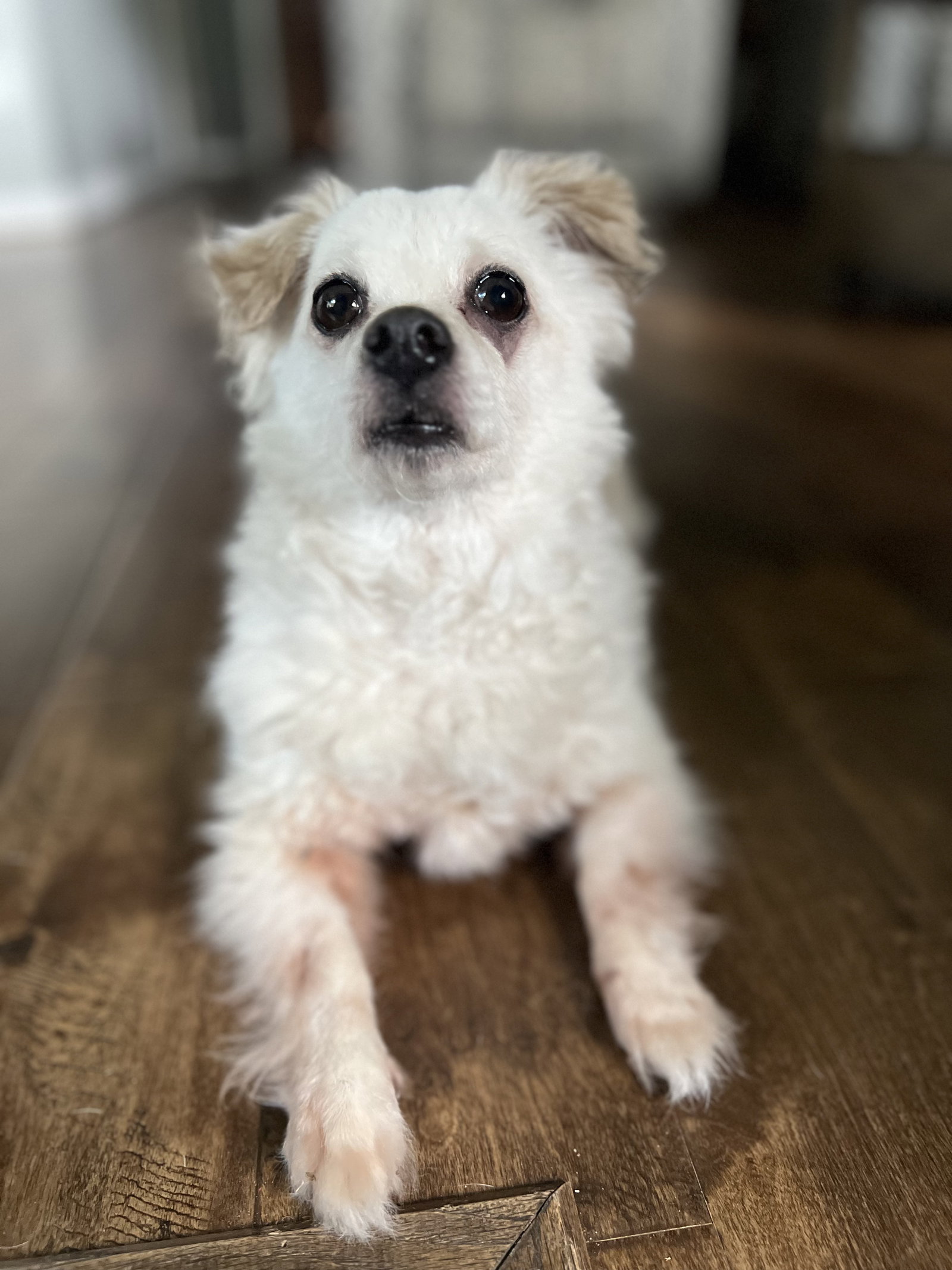Rosebud, Chihuahua