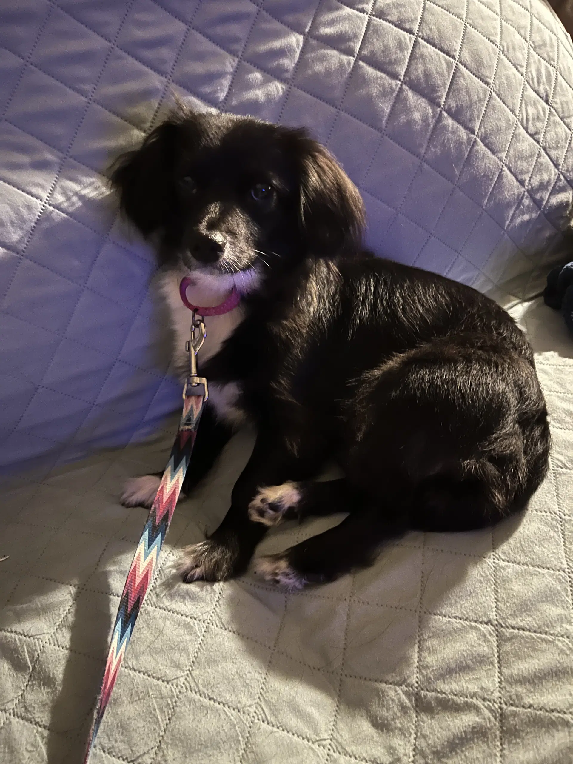Kaisley - Dachshund