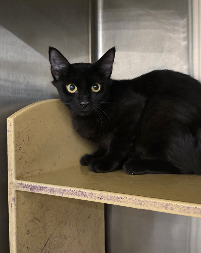 Lulgenia, a female kitten up for adoption