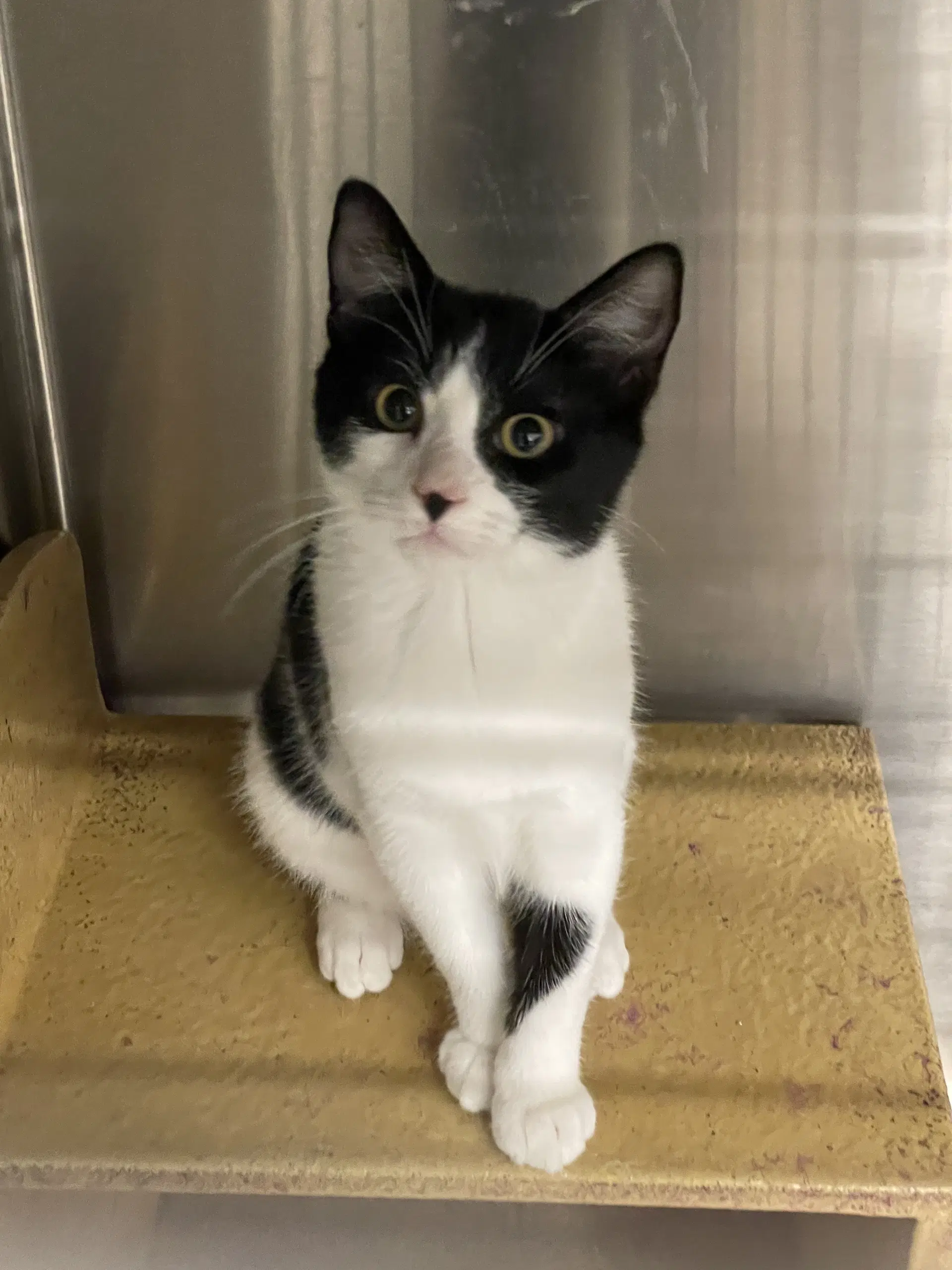 Tamasko - Domestic Short Hair