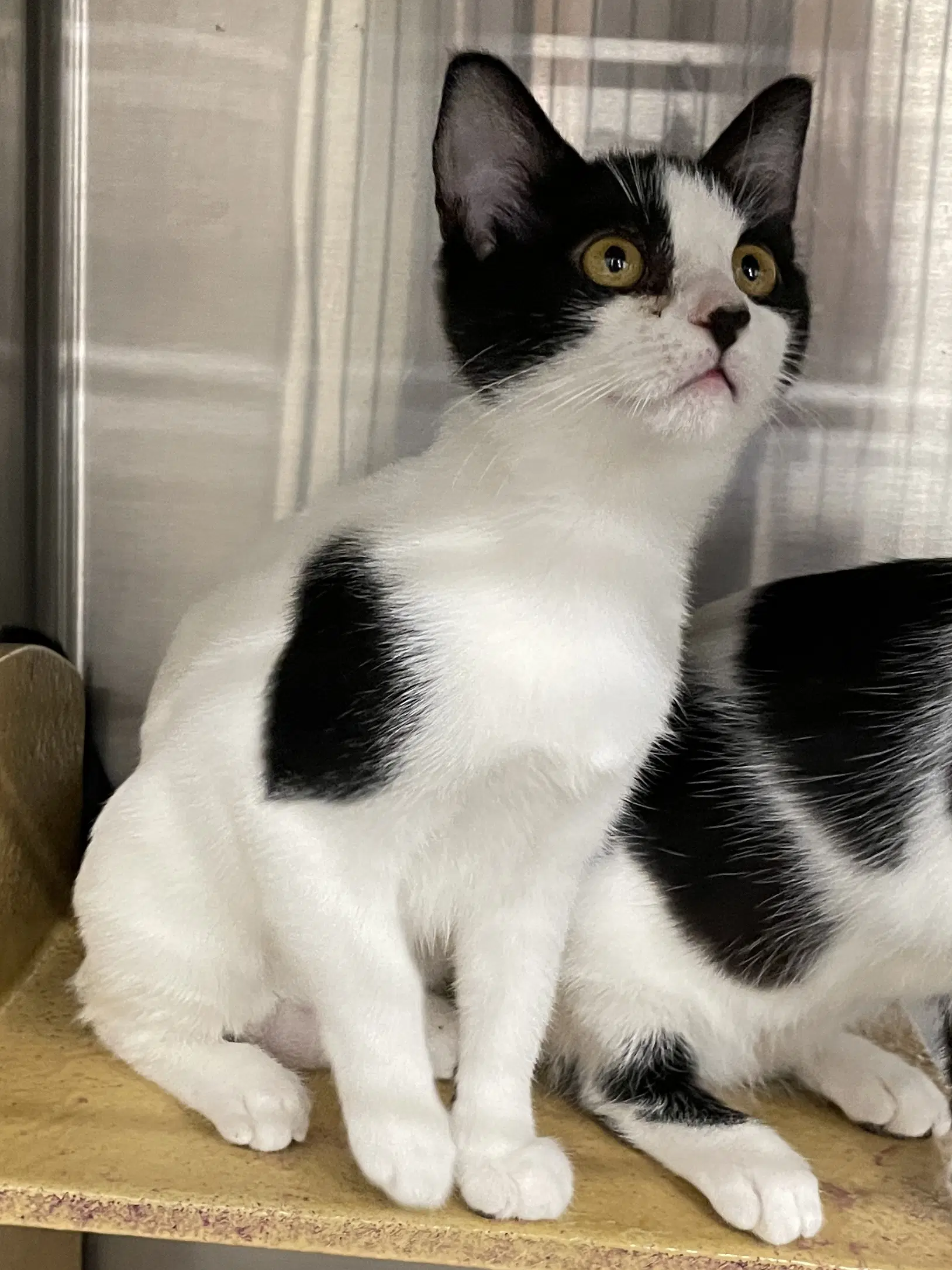 Topanga - Domestic Short Hair