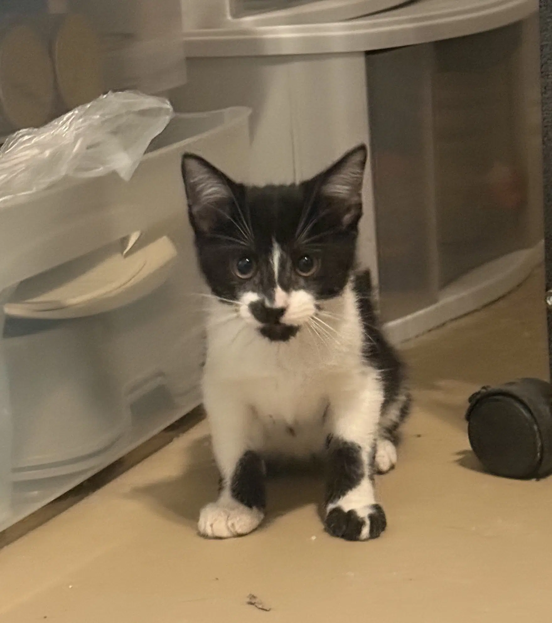 Benno - Domestic Short Hair