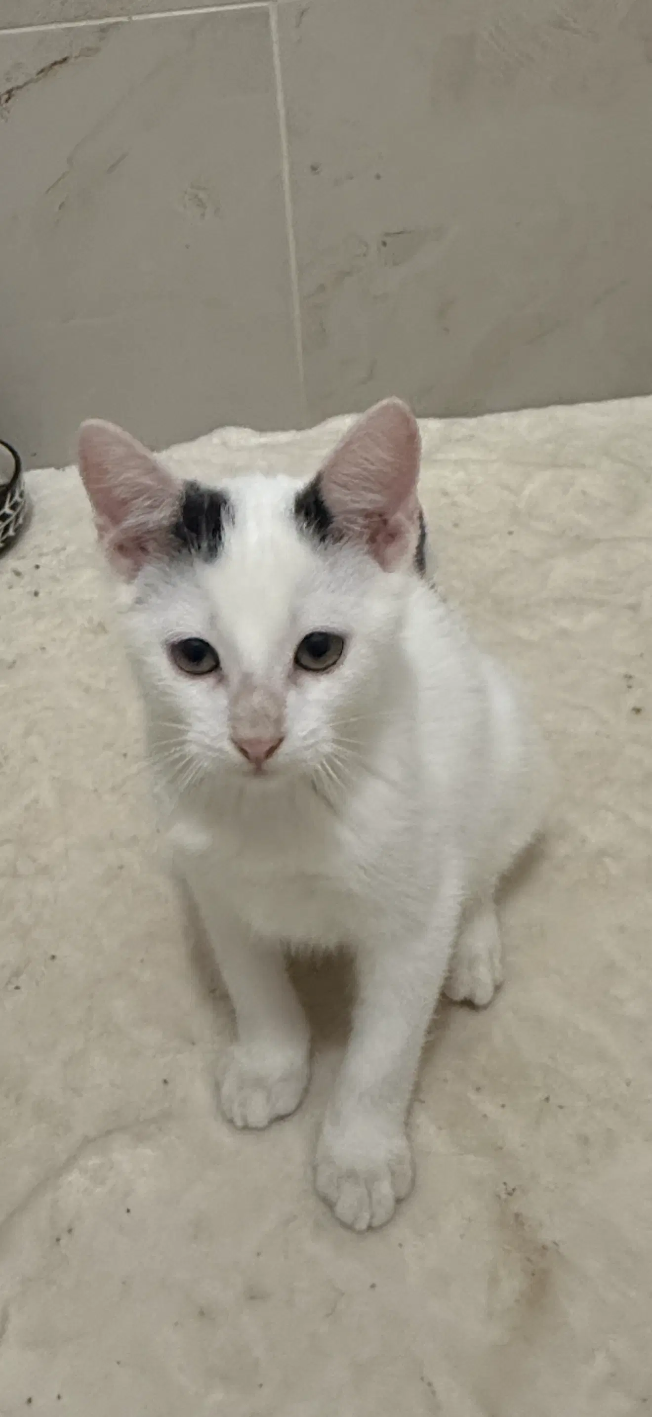 Baalzebub - Domestic Short Hair