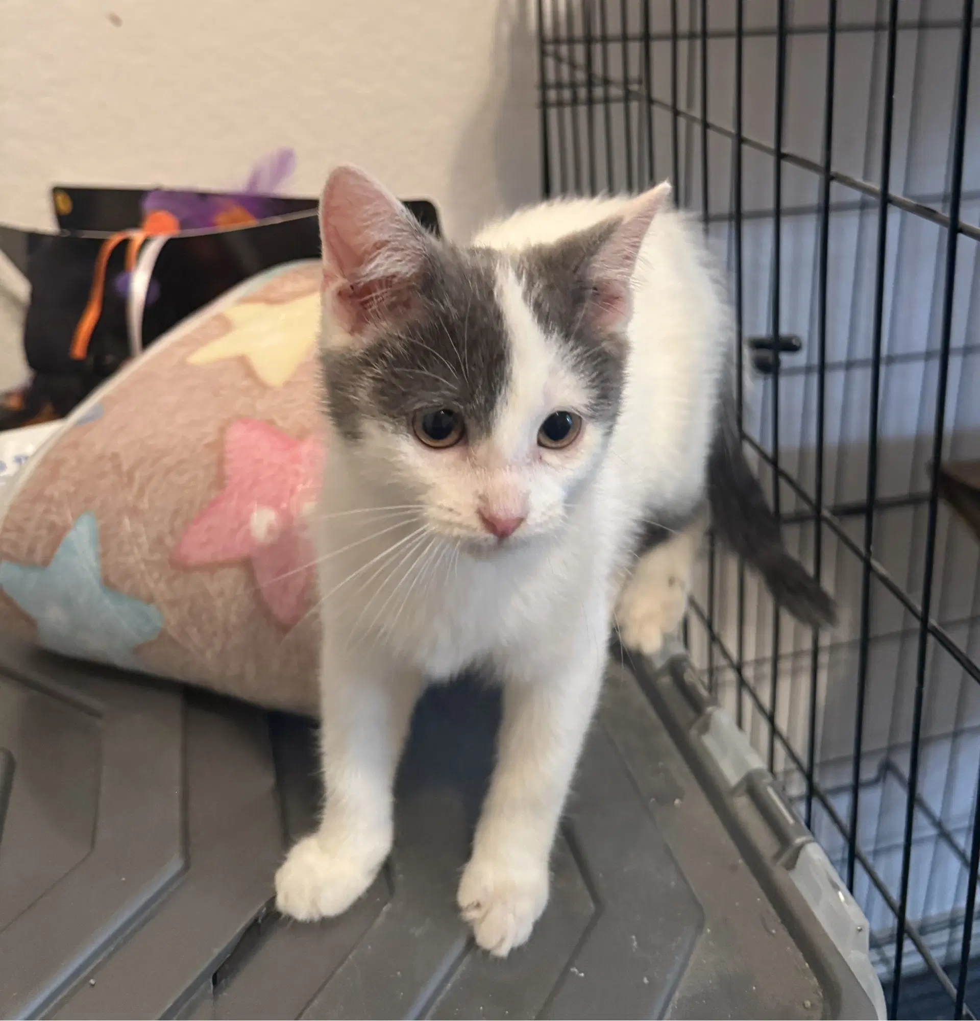 Batsheva - Domestic Short Hair