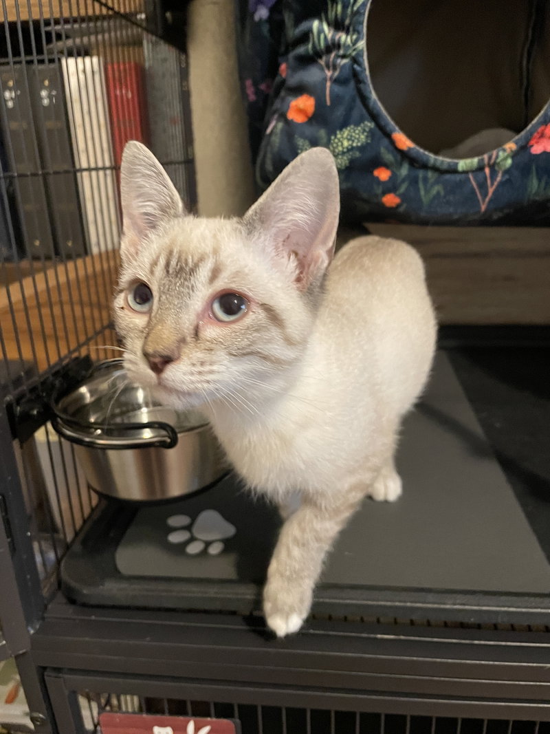 Schleiger, a female Siamese kitten up for adoption