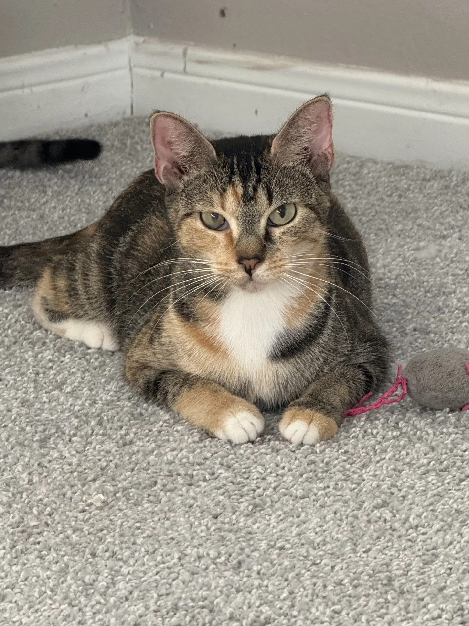 Dayann - Domestic Short Hair