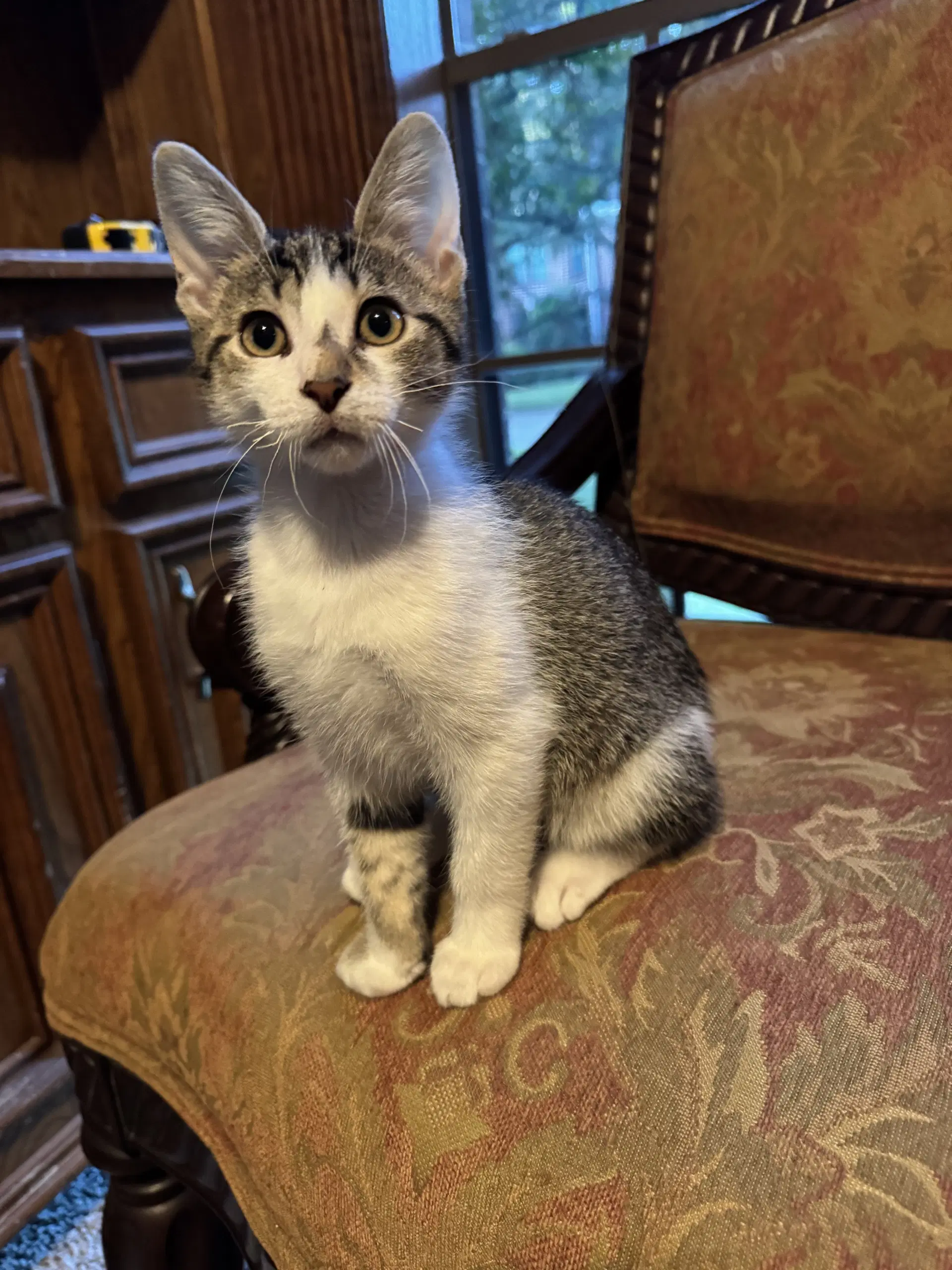 Icarus - Domestic Short Hair