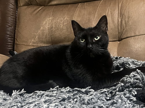 picture of the cat needing adoption